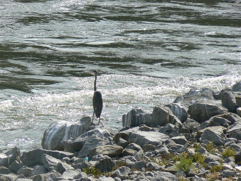 046-Heron.JPG