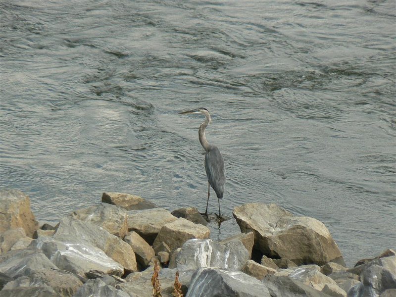 050-Heron.JPG