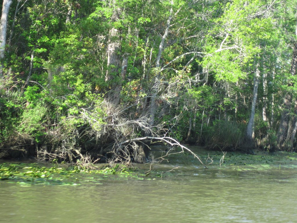 IMG_1804.jpg - Black Creek