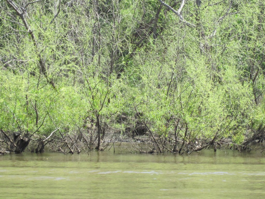 IMG_1871.jpg - River sights