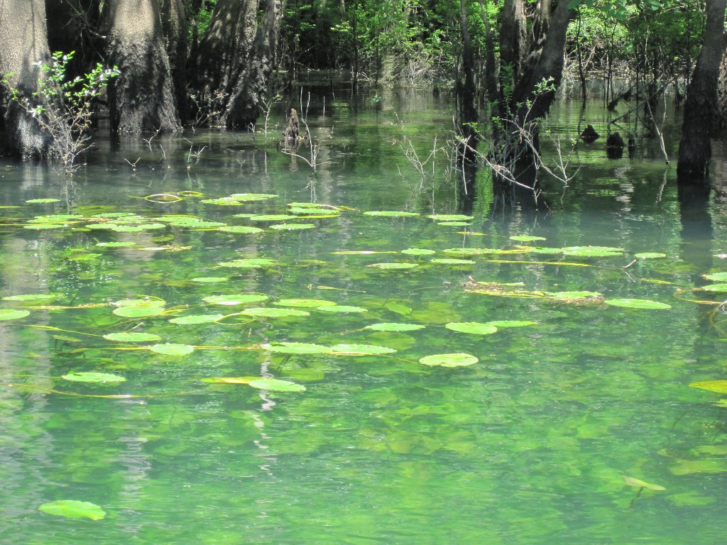 IMG_1893.jpg - Plants at Morrison Springs