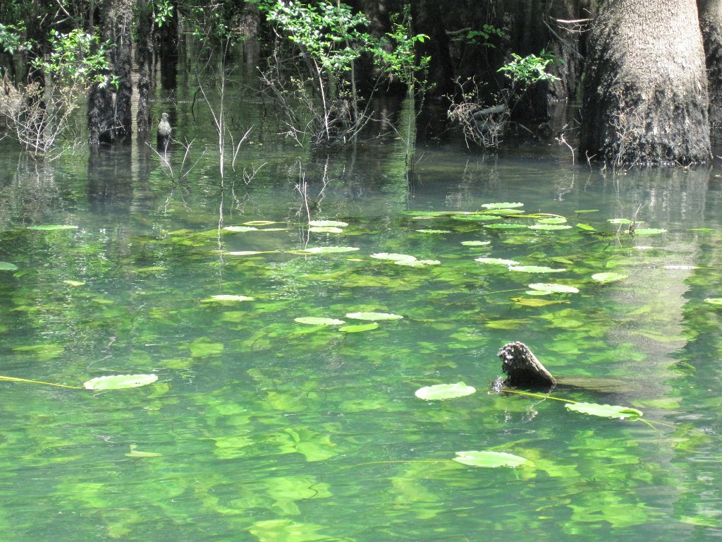 IMG_1894.jpg - Plants at Morrison Springs
