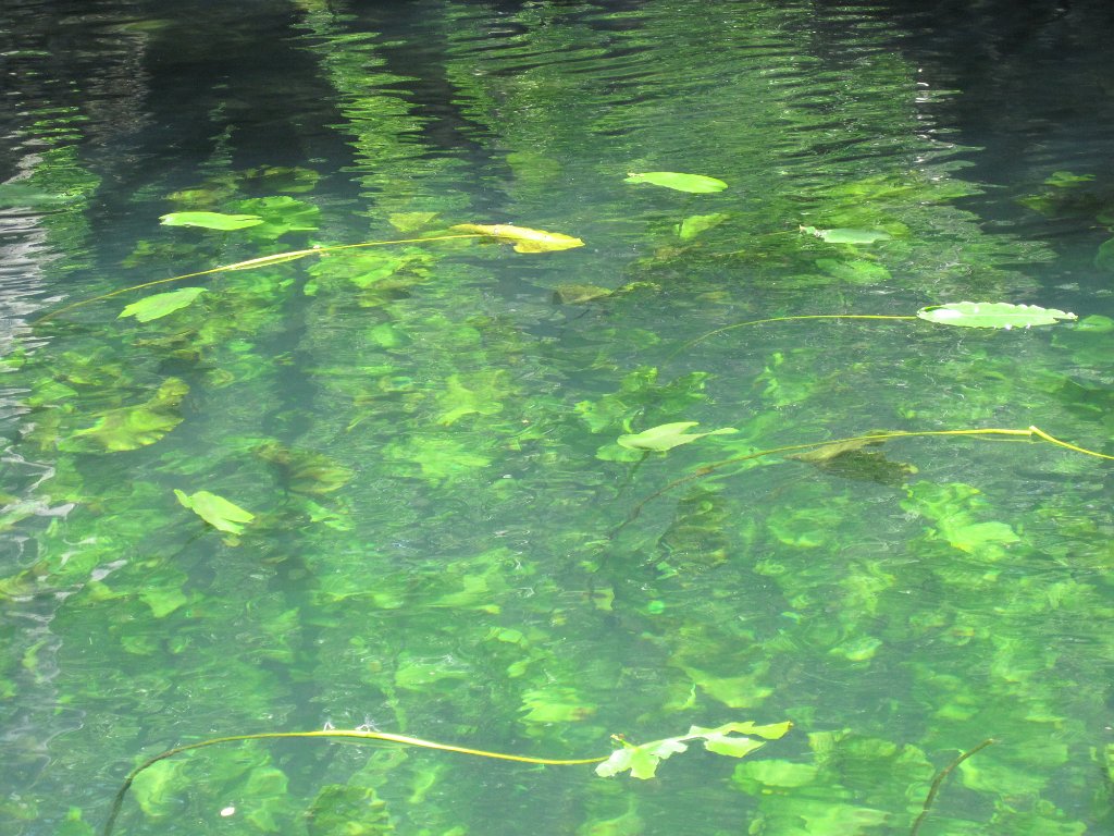 IMG_1895.jpg - Plants at Morrison Springs