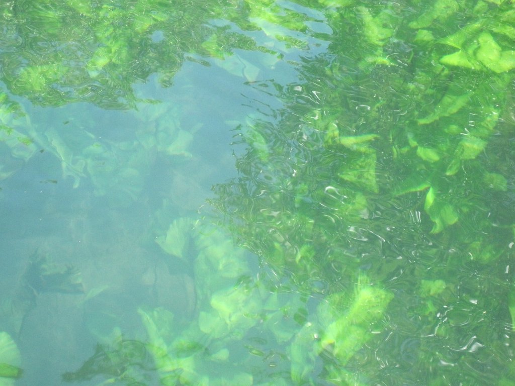 IMG_1896.jpg - Plants at Morrison Springs