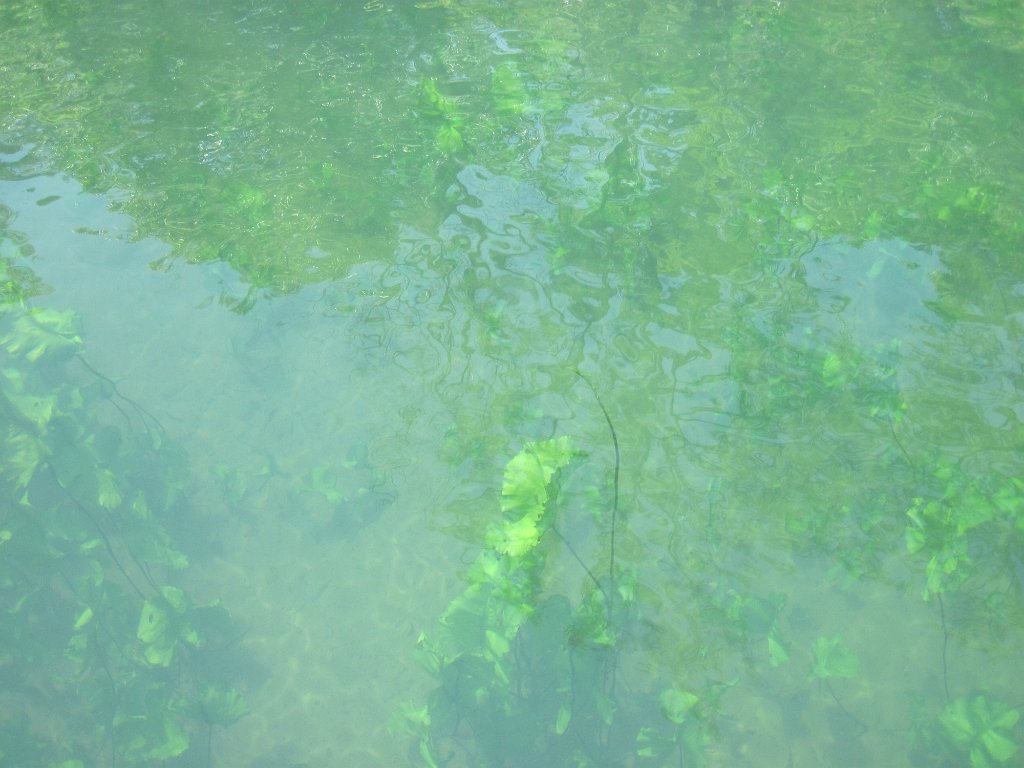 IMG_1897.jpg - Plants at Morrison Springs