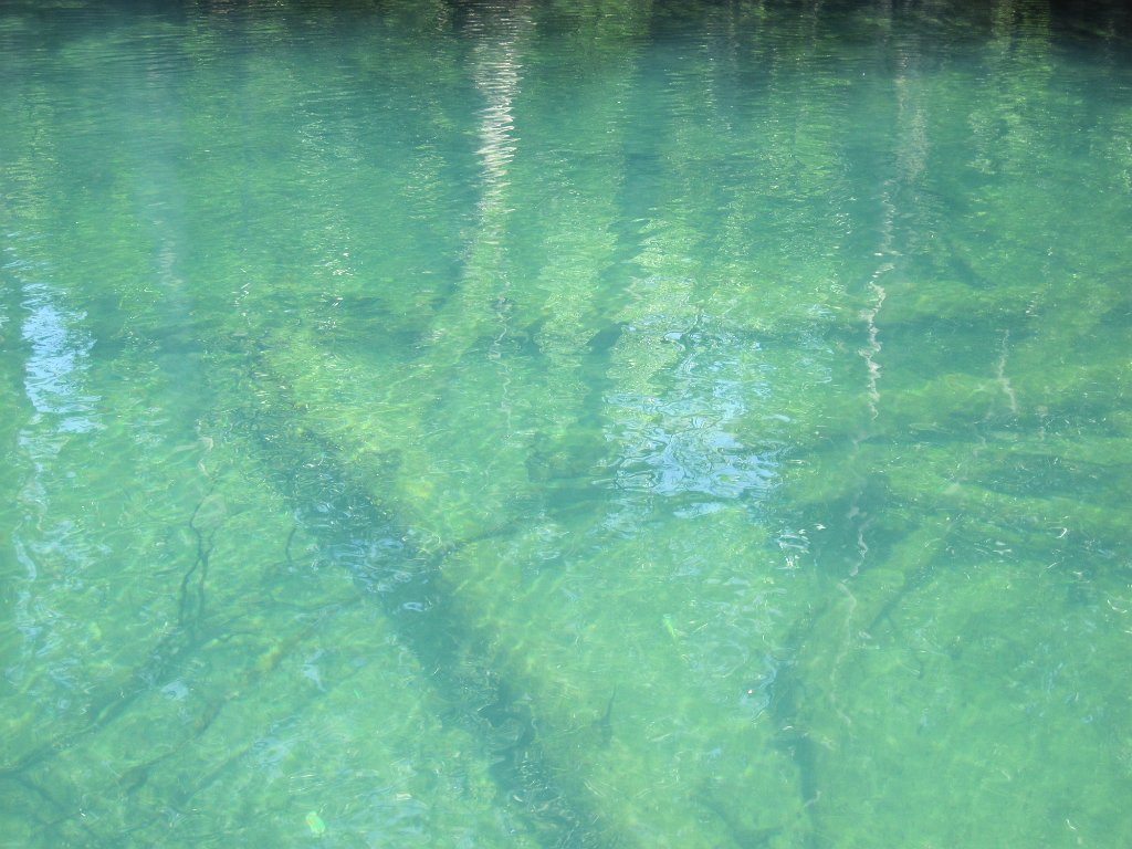 IMG_1899.jpg - Fallen trees at Morrison Springs