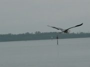 05-Holmes_Bch-Anna_Maria_Is_008