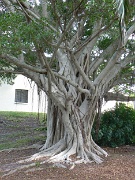 05-Holmes_Bch-Anna_Maria_Is_023