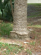 05-Holmes_Bch-Anna_Maria_Is_025