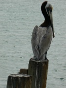 07-Longboat_Pass_008