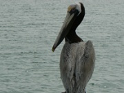 07-Longboat_Pass_009