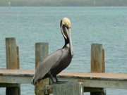 07-Longboat_Pass_016